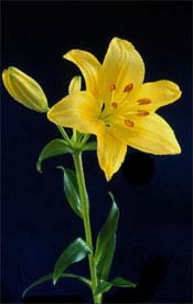 Yellow Lily