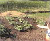 Alicia pointing at Cantaloupes beginning to vine