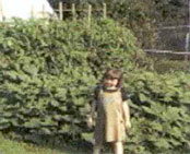 Alicia standing in front of monster Cantaloupe and Watermelon vines