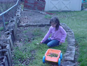 Alicia pulling weeds from Lettuce bed